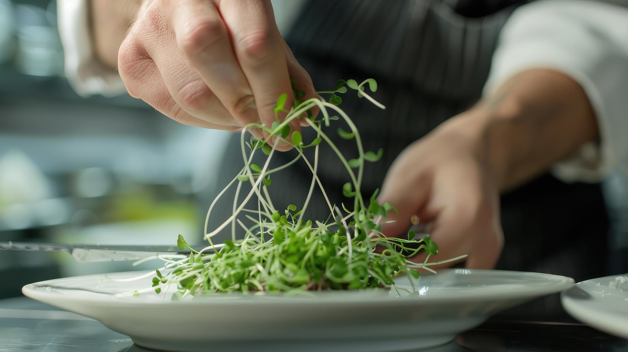 Chef finishing a salad with microgreens
